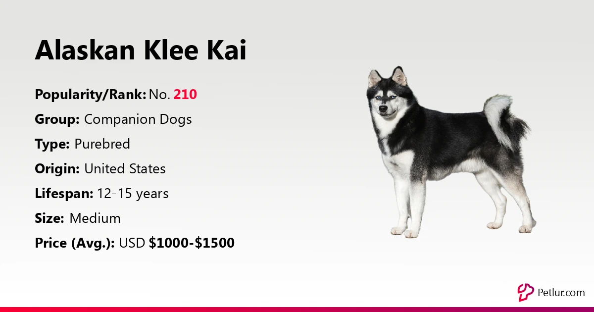 Alaskan Klee Kai Dog Breed Info, Size, Price, Height Petlur