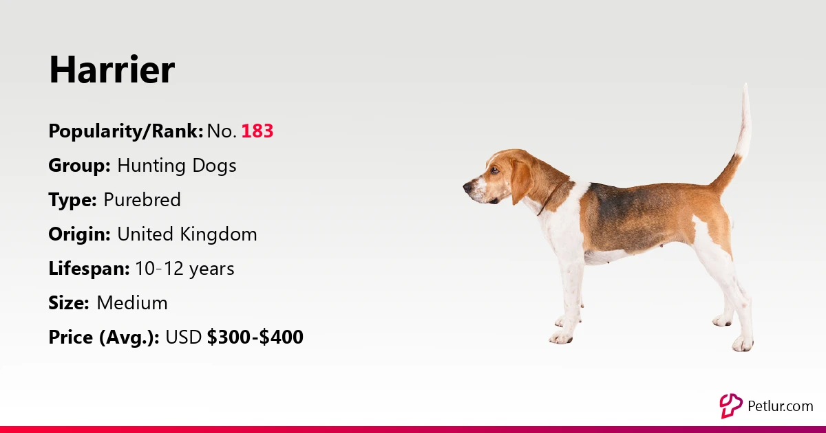 Are Harriers Intelligent Dogs