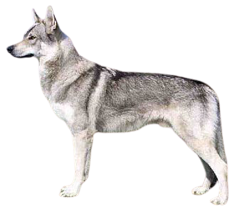 Czechoslovakian Wolfdog Dog Breed Info, Size, Price, Height | Petlur